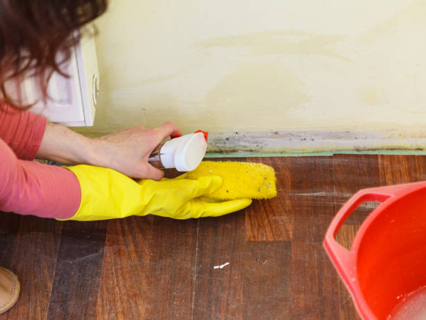 Trusted Taylorsville, MS Mold Removal Experts